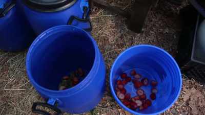 So I'm using
some strawberries, - Moonshiners: Master Distiller