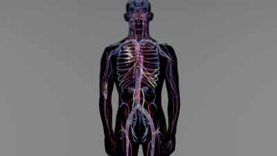 So immunotherapy is really
exploiting your immune system - Human: The World Within