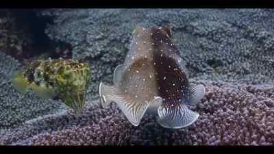 So, in an incredible display, - Our Oceans