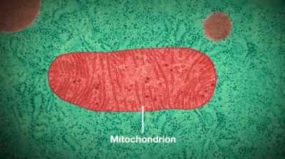 So in this illness, each individual cell can have
real problems capturing the - Unrest