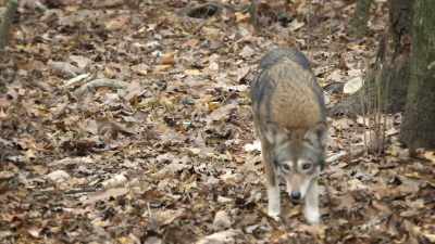 So in the wild,
when wolves move through the territory, - United States of Animals