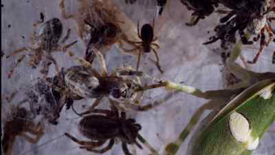 So instead, they collaborate. - Micro Monsters with David Attenborough