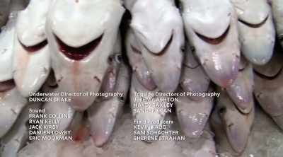So instead of being
afraid of sharks, - Shark Attack Files