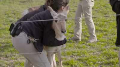 So instead of trying
to get him in a crate, - Secrets of the Zoo