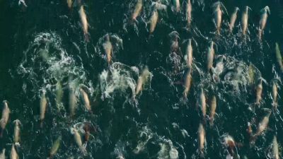 So intent on their mission, the herring make easy prey. - Our Planet