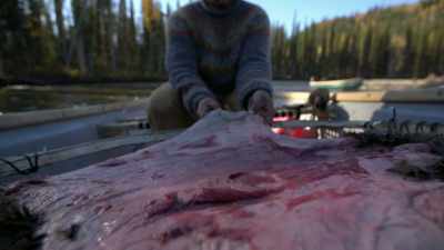 So this is a good day to get
that beaver hide all stretched - Life Below Zero: Next Generation