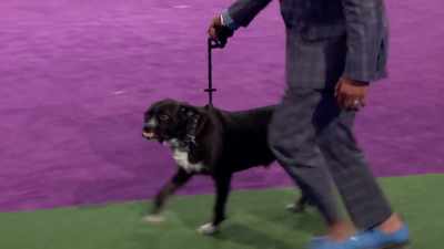 So, this is Benny, - 2022 American Rescue Dog Show