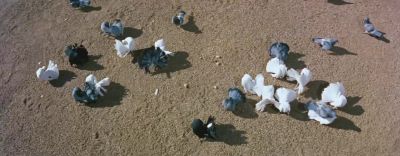 So this is Rome where the pigeons eat caviar - Three Coins in the Fountain