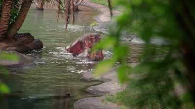 So, this is where
it's gonna get interesting. - Magic of Disney's Animal Kingdom