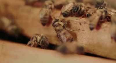 So, it's a huge parasite
relative to the bee's body. - The Pollinators