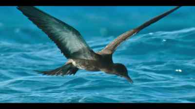 So, it's all about
perfecting his trajectory. - Our Oceans
