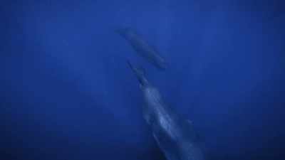 So it's amazing how they're
communicating with these clicks, - Secrets of the Whales