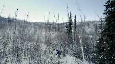So it's been a few days since
I set my wolverine snares so - Life Below Zero: First Alaskans