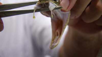 - So, it's creating
this kind of super snake - The UnBelievable with Dan Aykroyd
