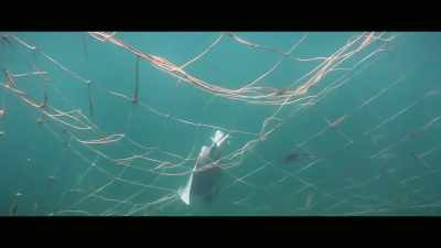 So if it's dead or alive, - Envoy: Shark Cull