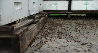 So, it's definitely
an alarming situation - The Pollinators
