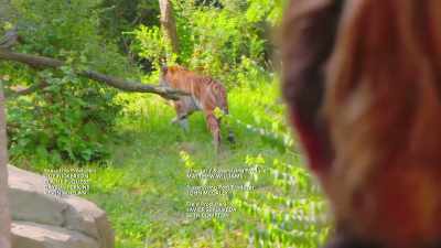 So, it's important to breed them - Secrets of the Zoo