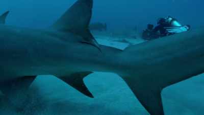 So it's important
for all of us, - Sharkwater Extinction