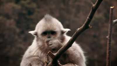 SO IT'S NOT CRAZY TO THINK THAT
THERE MUST BE OTHER ANIMALS, - Expedition Mungo
