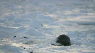 So it's not surprising - Frozen Planet II