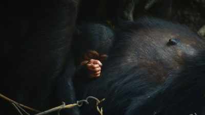 So, it's really exciting
to finally start to see some faces. - The Secret Lives of Animals