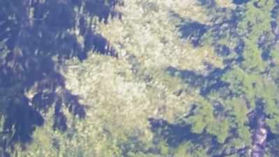 So it's really hard to discern - Expedition Bigfoot