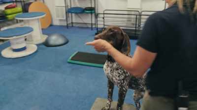 So it's really important for us
to keep these dogs strong and healthy. - Inside the Mind of a Dog