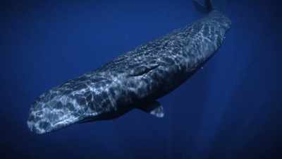 So it's really limitless what they might
be saying to each other. - Secrets of the Whales