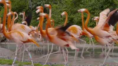 So, it's such
an exciting day for us - Secrets of the Zoo