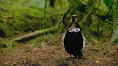 So it's time for moves seven,
eight and nine. - Dancing with the Birds