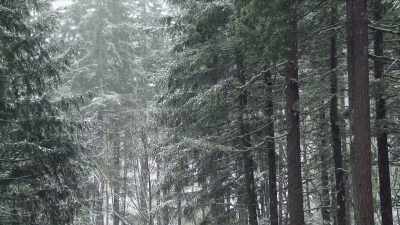 So, just beyond these trees
over here - Christmas Time Is Here