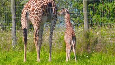So you just go
from one landmark to the next - Secrets of the Zoo