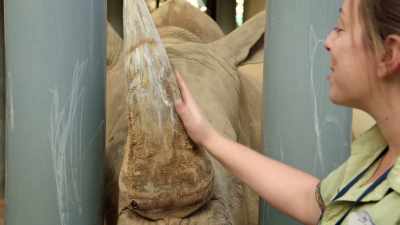 So, Kendi is the very first rhino
that was ever born here. - Magic of Disney's Animal Kingdom