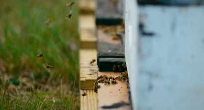 So, you know, given that model, - The Pollinators