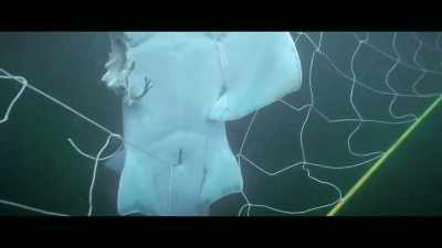 So this large shovelnose ray
was about two to three meters. - Envoy: Shark Cull