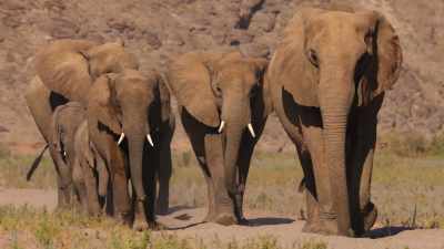 So she leads them to the only
permanent water hole for ten miles. - The Secret Lives of Animals