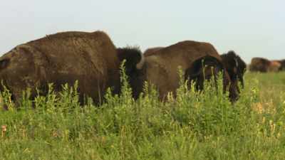 "So long as there is
buffalo meat, - The American Buffalo