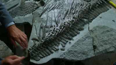 So look here at these
neural spines - - Attenborough and the Sea Dragon