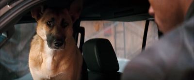 So, look, if I'm not back by dark... - I Am Legend