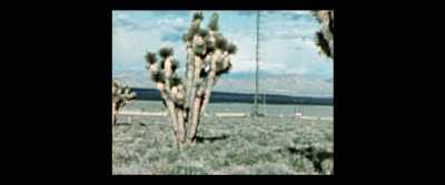 So they looked here,
at the Nevada Proving Grounds, - Downwind