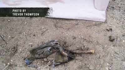 So looking at it
a little bit closer, - Buried In The Backyard