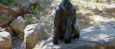 So even looking at the gorilla, - Is Genesis History?