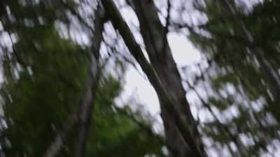 So it looks like
deliberately placed - Expedition Bigfoot