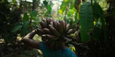 So, to make sure that
the varieties of bananas - Omnivore