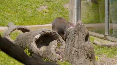 So mandrill-butt blue
is my favorite color, - Secrets of the Zoo