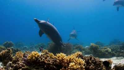 So maybe the adult dolphins
are doing this - Blue Planet II
