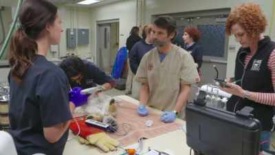 So, he might have decided to
give us a sample voluntarily. - Secrets of the Zoo