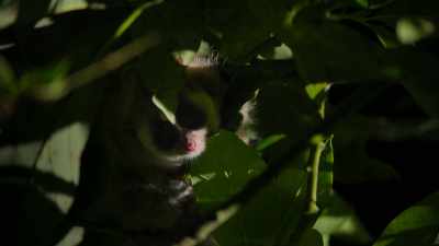 So Mom can just hide him among the leaves - Our Great National Parks