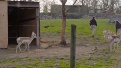 So this morning we're
going to catch him up, - Secrets of the Zoo