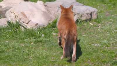 So much so that he's distracted - Secrets of the Zoo
